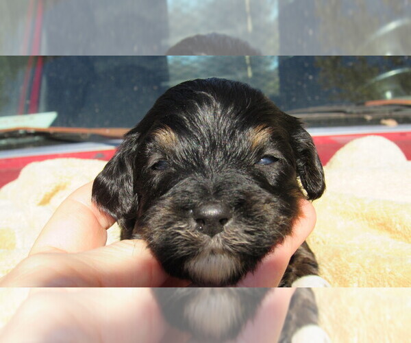 Medium Photo #1 Bernedoodle Puppy For Sale in BIG ROCK, IL, USA