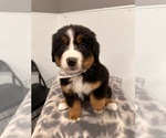 Puppy Phoenix Bernese Mountain Dog