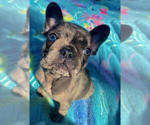 French Bulldog Puppy for sale in BOSTON, MA, USA