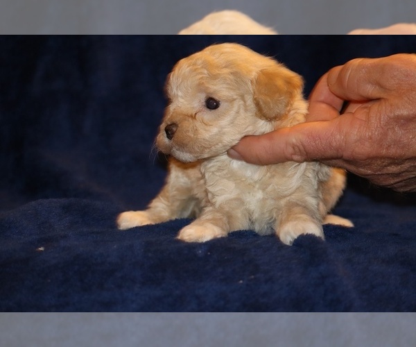 Medium Photo #10 Poodle (Toy) Puppy For Sale in DYERSBURG, TN, USA