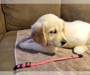 Golden Retriever Puppy for sale in CARLTON, GA, USA