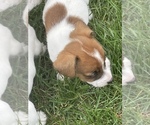 Small #7 Jack Russell Terrier
