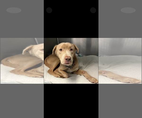 Medium Photo #2 Labrador Retriever-Unknown Mix Puppy For Sale in San Diego, CA, USA