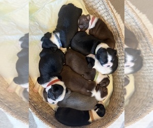 Boston Terrier Puppy for sale in COTTONWOOD, CA, USA