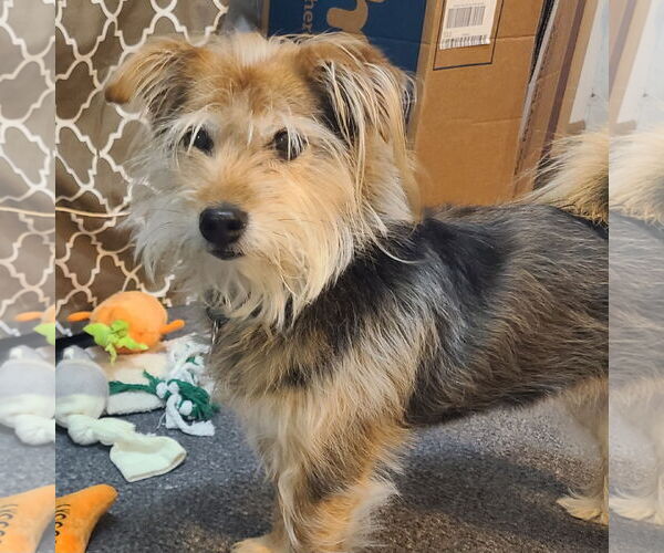 Medium Photo #1 Mutt Puppy For Sale in FAIRLAWN, OH, USA