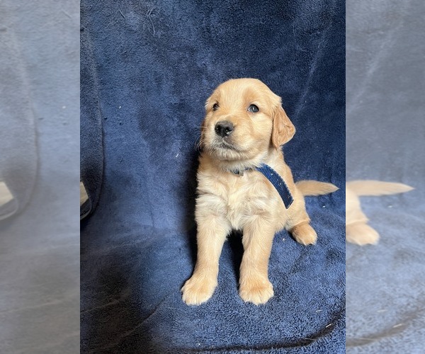 Medium Photo #1 Golden Retriever Puppy For Sale in BARNHART, MO, USA
