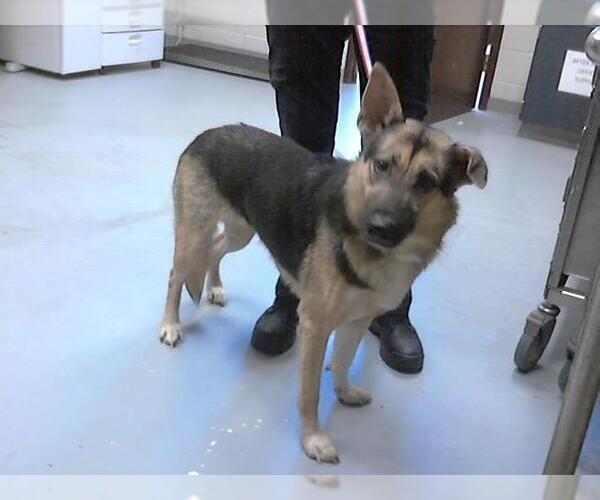 Medium Photo #1 German Shepherd Dog Puppy For Sale in Fayetteville, NC, USA