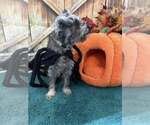 Small Miniature Schnauzer-Poodle (Miniature) Mix