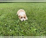 Small #3 Morkie Poo (Toy)
