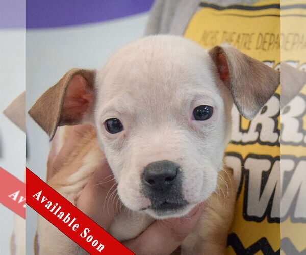Medium Photo #1 American Staffordshire Terrier-Boxer Mix Puppy For Sale in Huntley, IL, USA