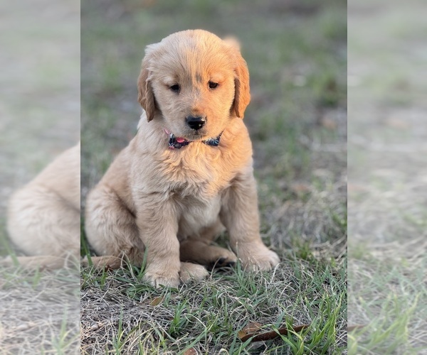Medium Photo #4 Golden Retriever Puppy For Sale in BROOKSVILLE, FL, USA