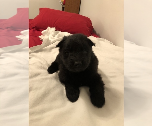 Medium Photo #1 German Shepherd Dog Puppy For Sale in WEST CHESTER, OH, USA
