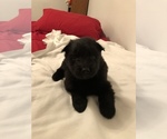 Small Photo #1 German Shepherd Dog Puppy For Sale in WEST CHESTER, OH, USA