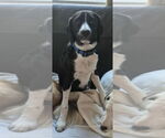 Small Photo #4 English Springer Spaniel-Pointer Mix Puppy For Sale in Aurora, IN, USA