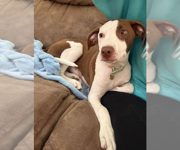 Medium Photo #2 Labrador Retriever-Unknown Mix Puppy For Sale in Des Moines, IA, USA