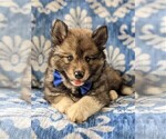 Small Photo #6 Pomsky Puppy For Sale in PEACH BOTTOM, PA, USA