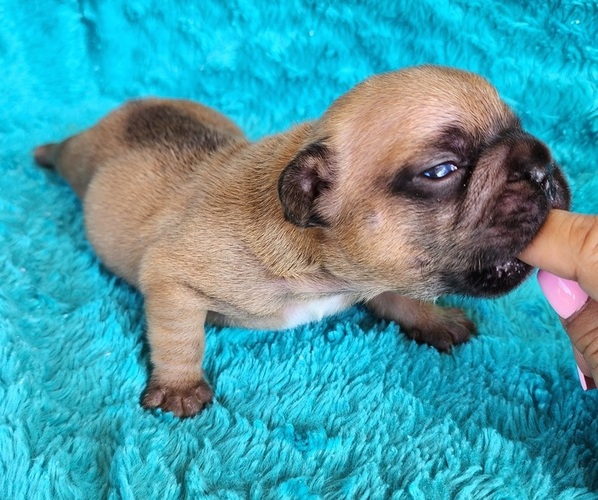 Medium Photo #4 French Bulldog Puppy For Sale in LAS VEGAS, NV, USA