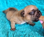 Small #3 French Bulldog