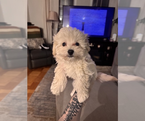 Medium Photo #4 Maltipoo (Miniature) Puppy For Sale in ALEXANDRIA, VA, USA