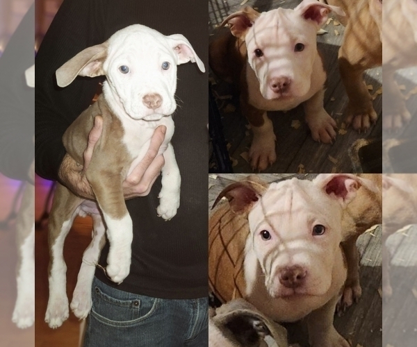 Medium Photo #1 American Bully Puppy For Sale in GETTYSBURG, PA, USA