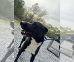Small #2 Labrador Retriever Mix
