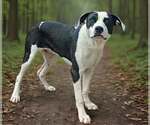Small #1 American Bulldog-Great Dane Mix