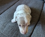 Small Photo #11 Chiweenie Puppy For Sale in CAMANO ISLAND, WA, USA