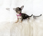 Small #6 Chihuahua