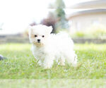 Small Photo #11 Maltese Puppy For Sale in WARSAW, IN, USA