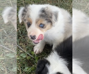 Border Collie Puppy for sale in CARLISLE, KY, USA