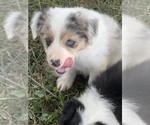 Small Border Collie