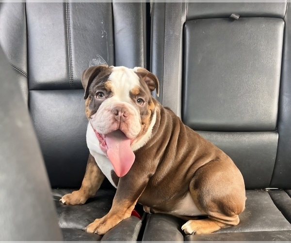 Medium Photo #1 Bulldog Puppy For Sale in INDIANAPOLIS, IN, USA
