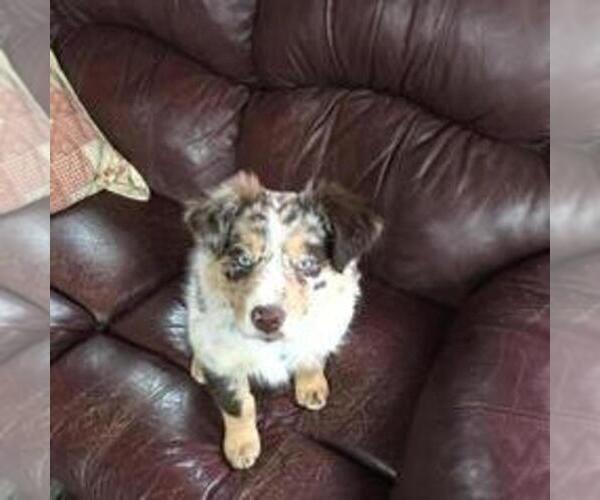 Medium Photo #1 Australian Shepherd Puppy For Sale in AUBURN, IN, USA