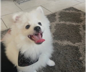Milo - Male Pomeranian Dog for Adoption - Photo #3