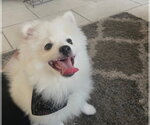 Small Photo #3 Pomeranian Puppy For Sale in Dana Point, CA, USA