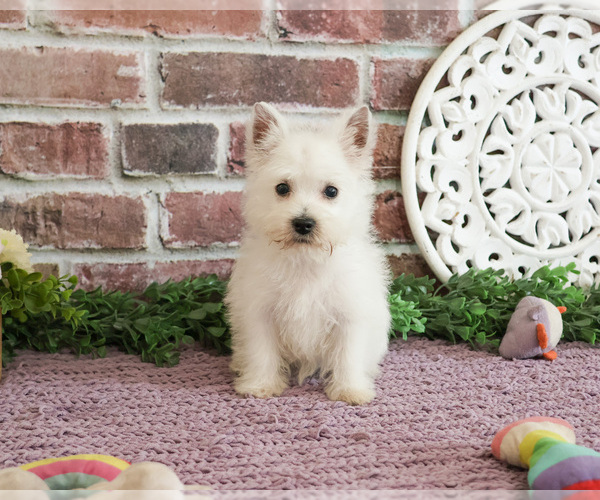 Medium Photo #7 West Highland White Terrier Puppy For Sale in SYRACUSE, IN, USA
