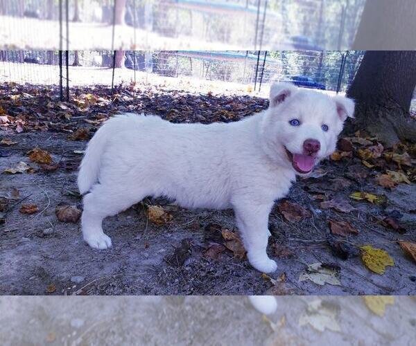 Medium Photo #3 Siberian Husky Puppy For Sale in DINWIDDIE, VA, USA