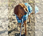 Small #1 Redbone Coonhound Mix