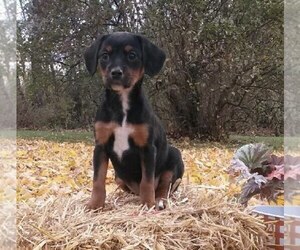 Cavalier King Charles Spaniel-Unknown Mix Puppy for sale in FREDERICKSBG, OH, USA