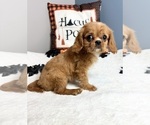 Small Photo #2 Cavalier King Charles Spaniel Puppy For Sale in GREENWOOD, IN, USA