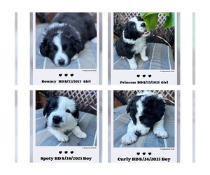Border Collie Puppy for Sale in BARBOURSVILLE, West Virginia USA