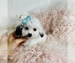 Small #3 Poodle (Toy)