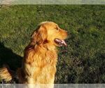 Small Photo #5 Golden Retriever Puppy For Sale in CANBY, OR, USA