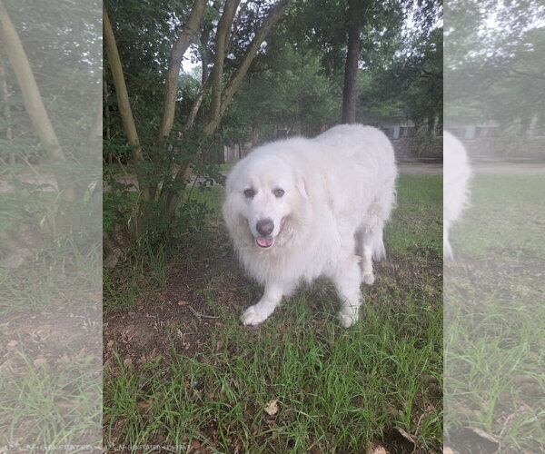 Medium Photo #5 Great Pyrenees Puppy For Sale in Spring, TX, USA