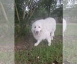 Small #4 Great Pyrenees