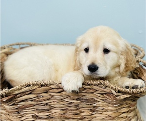 Golden Retriever Puppy for sale in CINCINNATI, OH, USA