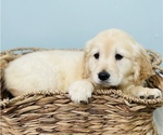 Small Photo #1 Golden Retriever Puppy For Sale in CINCINNATI, OH, USA