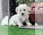 Small #1 Bichon Frise