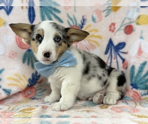 Pembroke Welsh Corgi Puppy for sale in LANCASTER, PA, USA