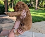 Small Photo #28 Golden Mountain Doodle  Puppy For Sale in BROKEN ARROW, OK, USA